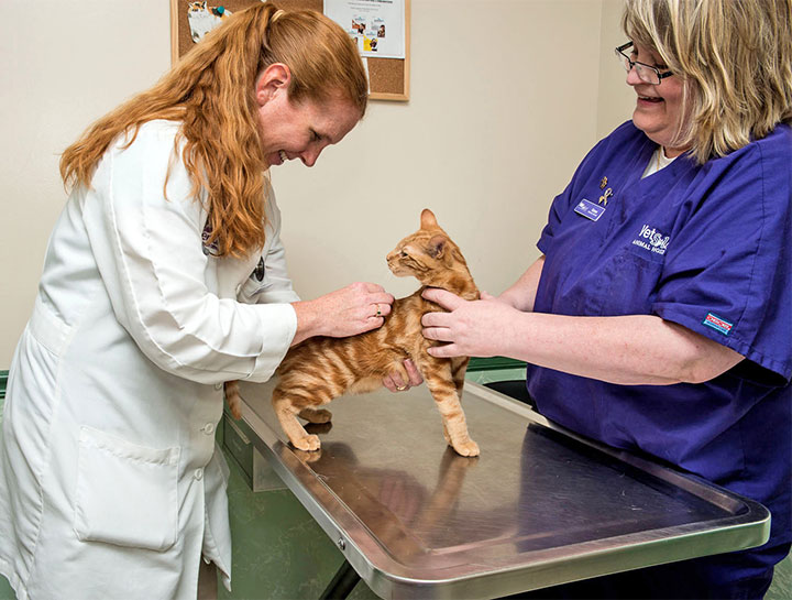 Cat veterinary